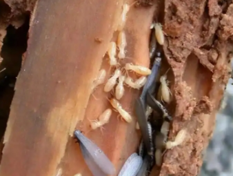 长安白蚁防治公司分享农村自建房白蚁高发原因与全套防治方案